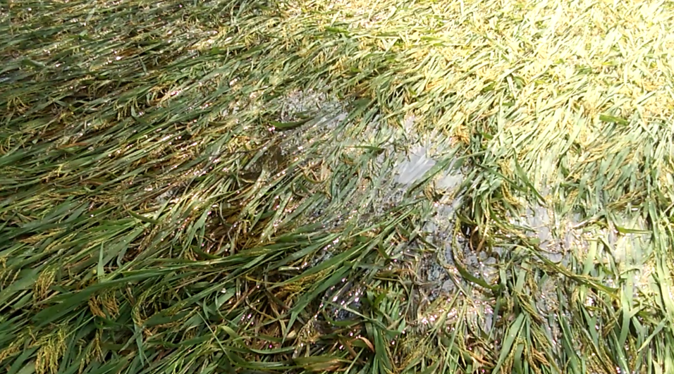 paddy crop ruined due to heavy rainfall in pandariya