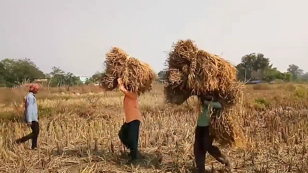 farmers of Kanker