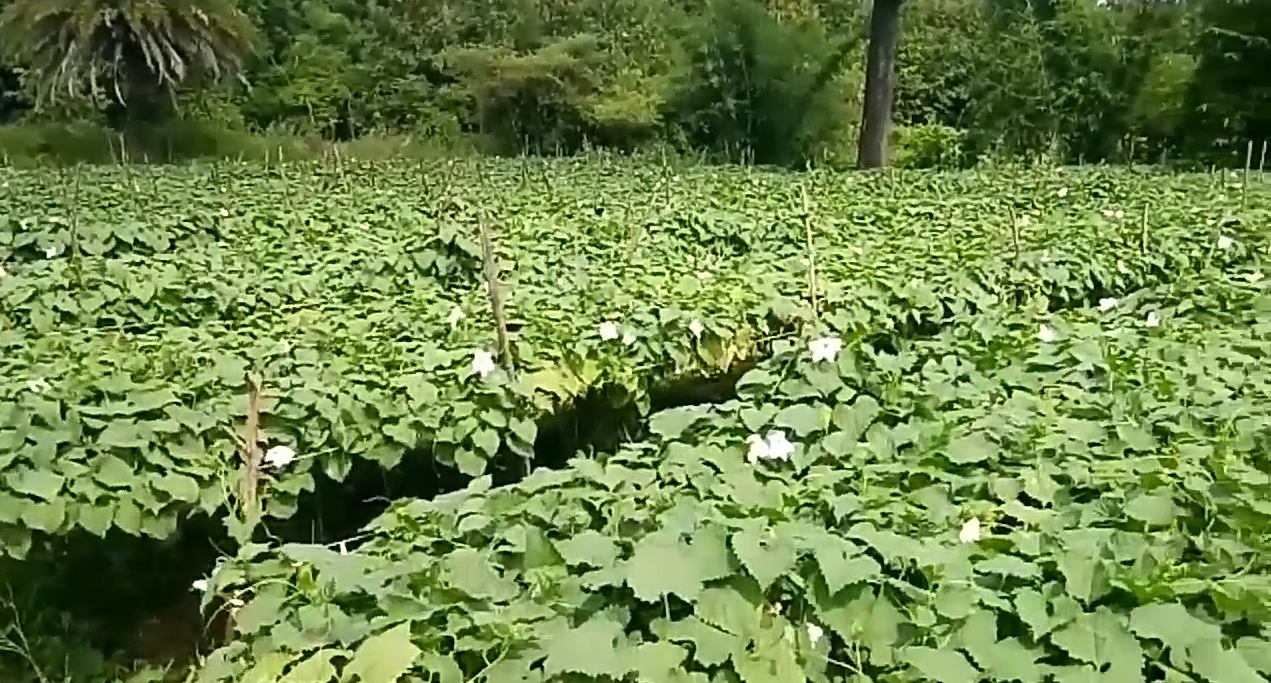 spine guard vegetable production in kanker