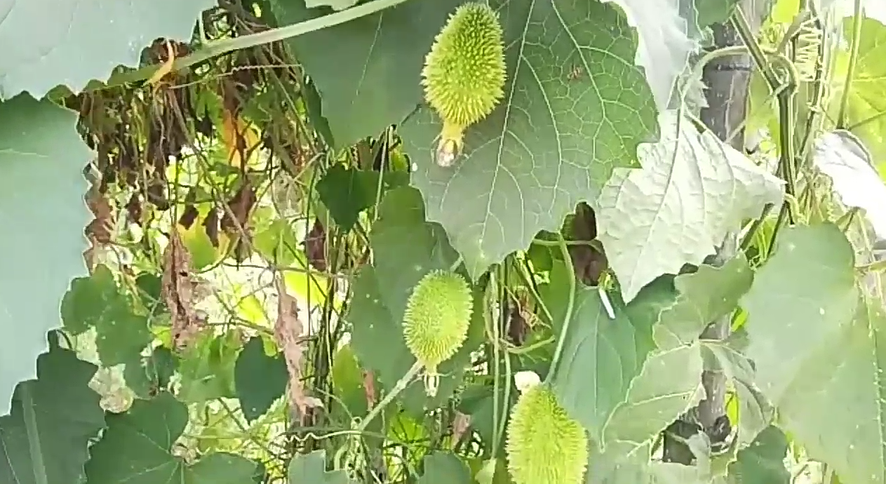 spine guard vegetable production in kanker