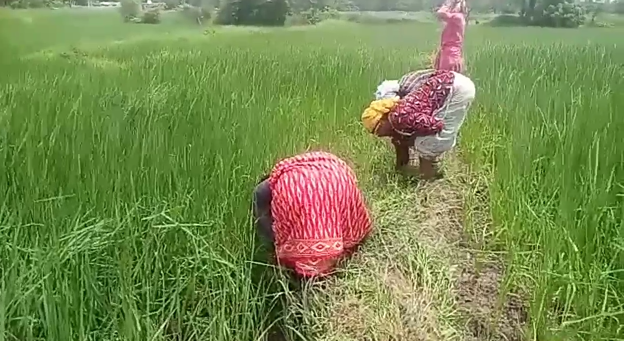 Paddy crop deteriorated due to continuous rains in Parlakot area at kanker