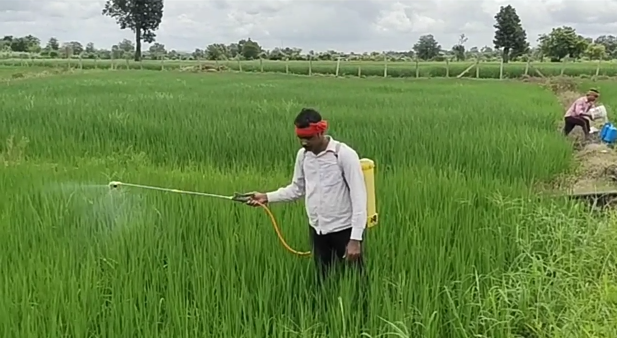 Paddy crop deteriorated due to continuous rains in Parlakot area at kanker