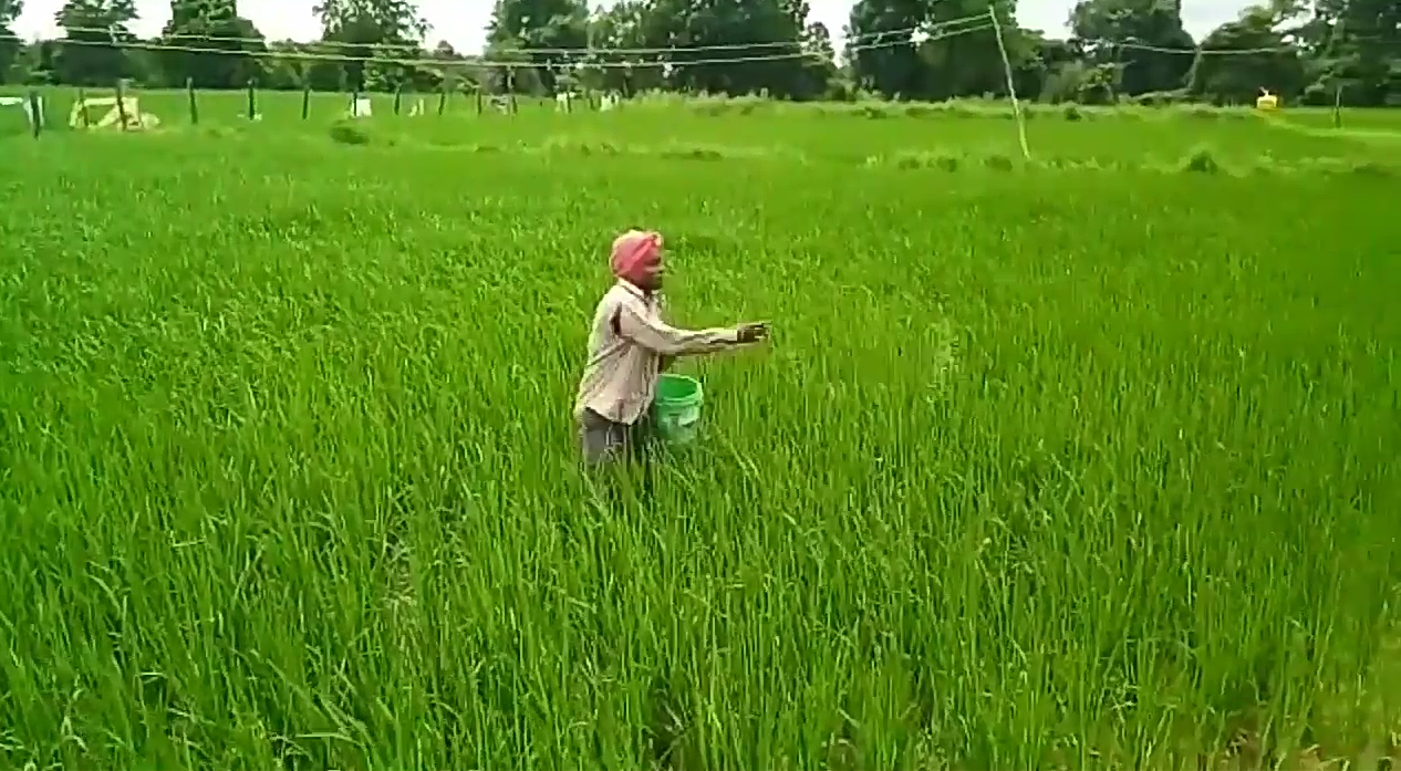 Paddy crop deteriorated due to continuous rains in Parlakot area at kanker