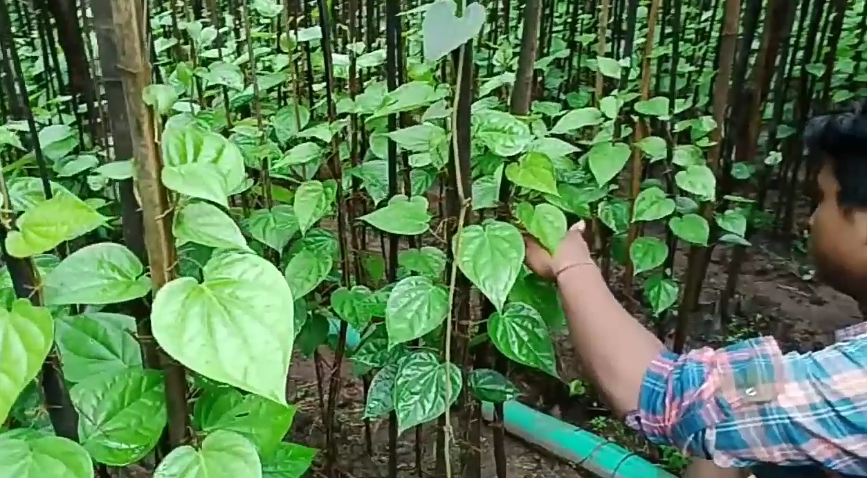 Pan cultivation in pakhanjur