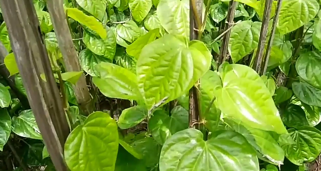 Pan cultivation in pakhanjur