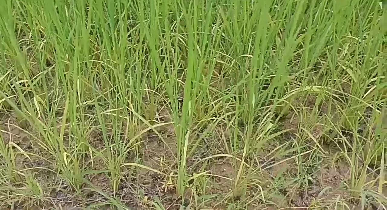 Farmers struggling with shortage of urea fertilizer in pkhanjur