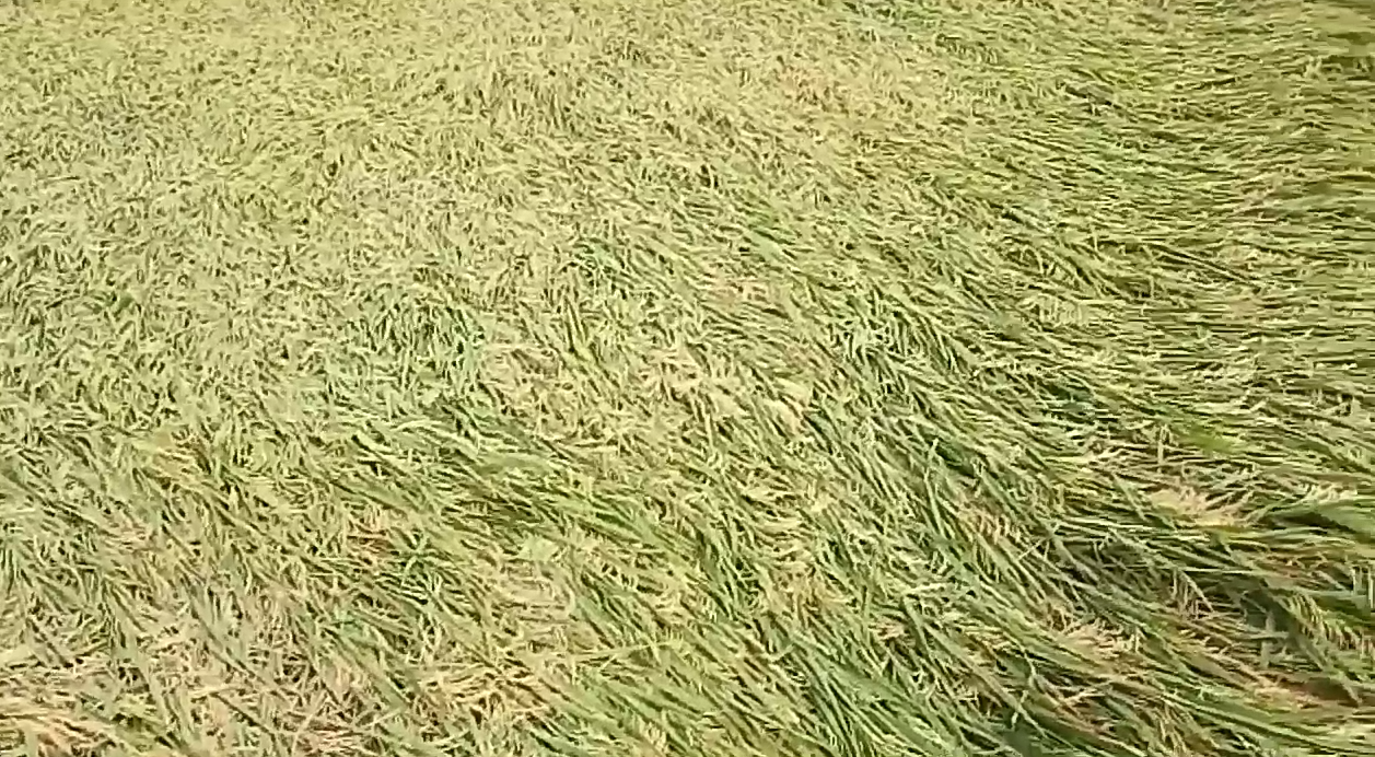 Crop wasted due to heavy rain in pakhanjur