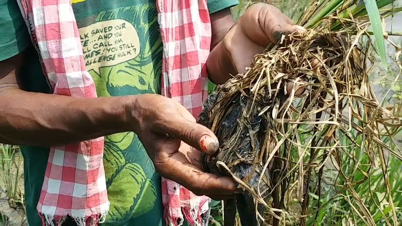 thousands-of-acres-of-paddy-crop-spoiled-after-flood-in-raigarh