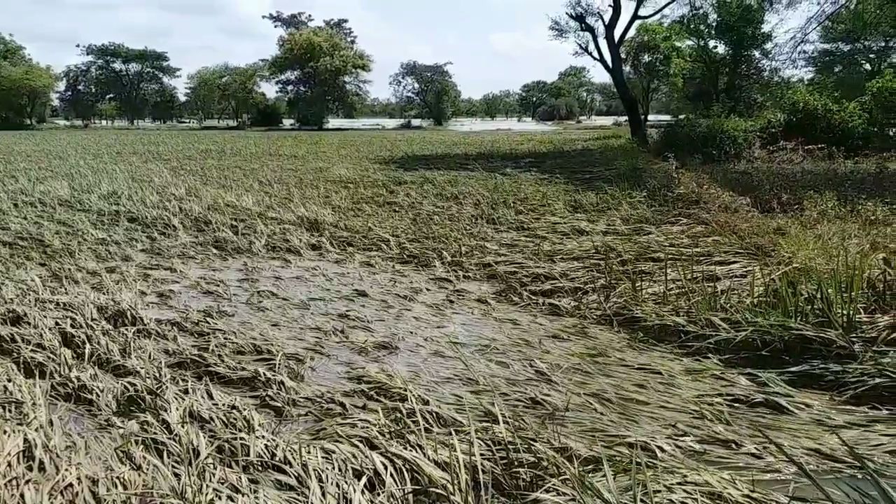 thousands-of-acres-of-paddy-crop-spoiled-after-flood-in-raigarh