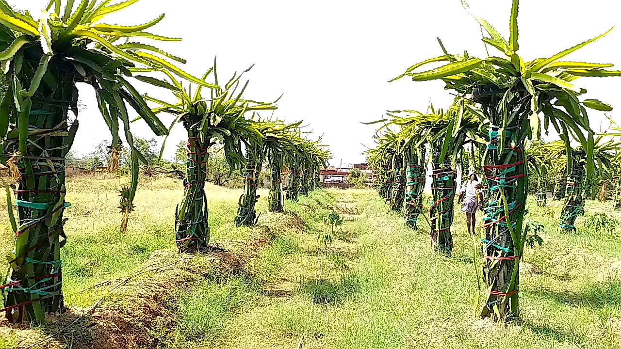 farmers in raigarh are making profit by cultivating dragon fruit along with traditional farming