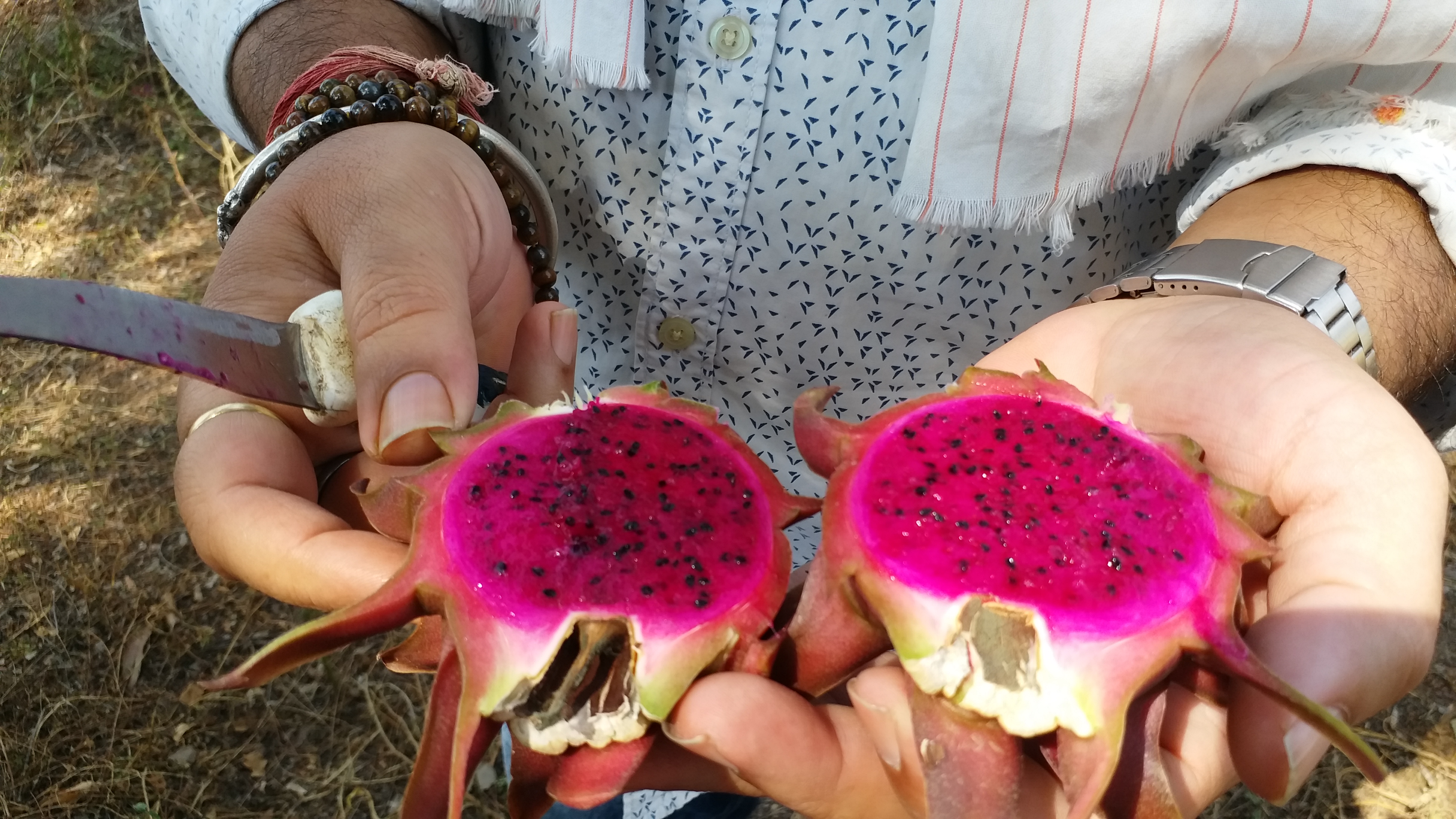 farmers in raigarh are making profit by cultivating dragon fruit along with traditional farming