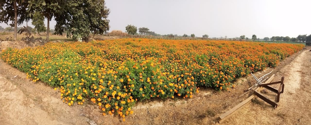 raigarh flower farming news