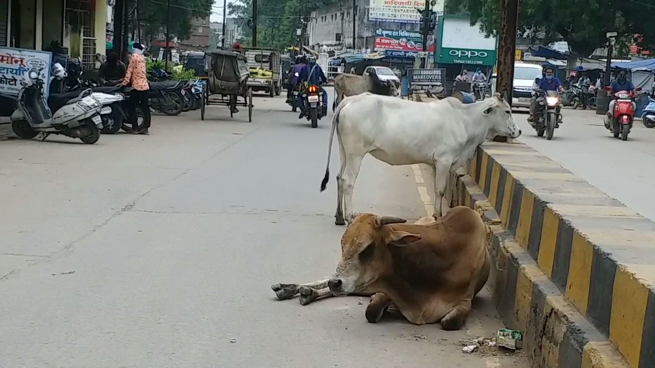 सड़कों पर घूम रहे अवारा मवेशी