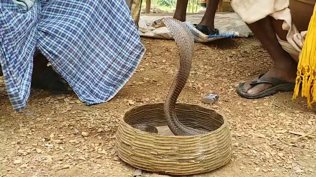 Snake charmers