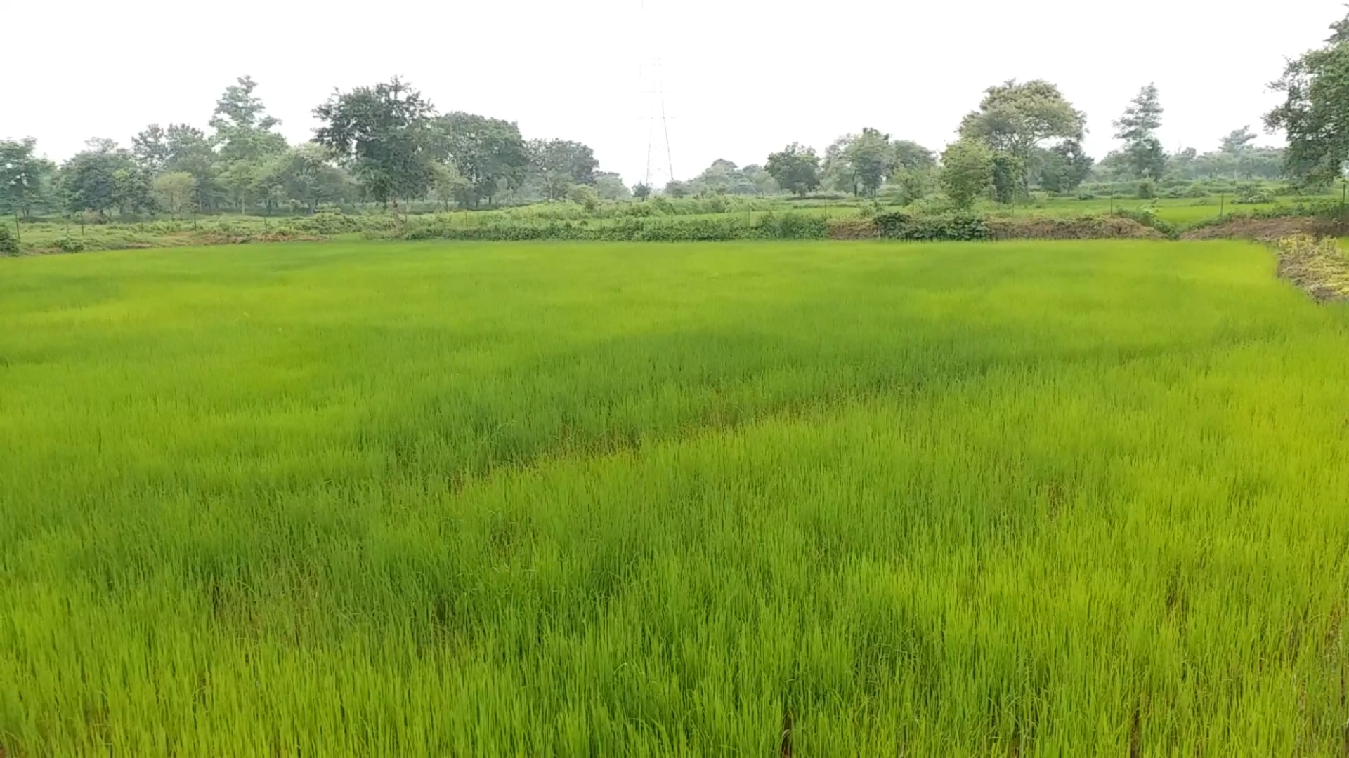 farmer of Rajnandgaon is taking 4 crops in one farm through organic farming