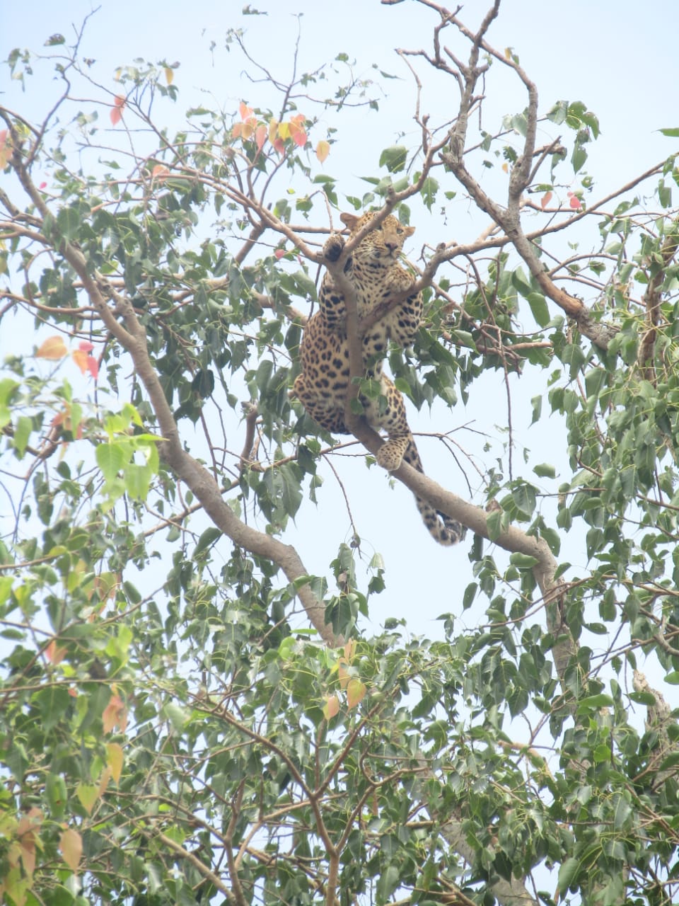 Leopard spotted in Rampur at rajnandgaon