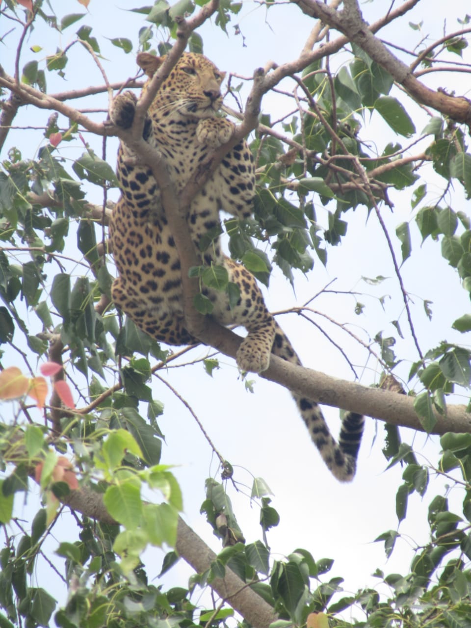 Leopard spotted in Rampur at rajnandgaon