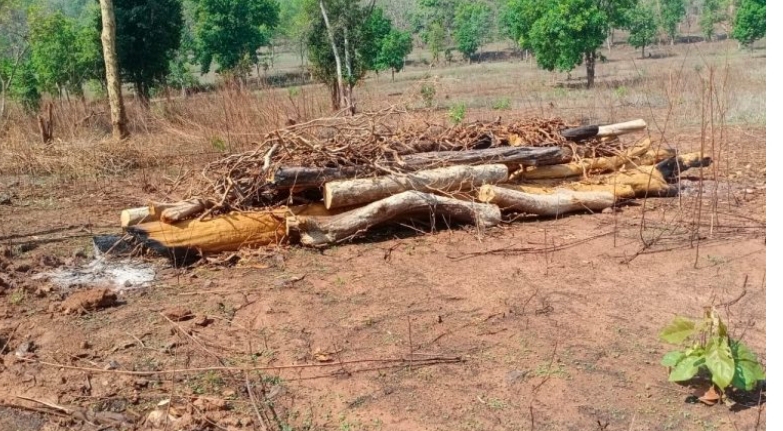 smugglers-are-cutting-trees-in-forest-of-salhewara-region-of-rajnandgaon