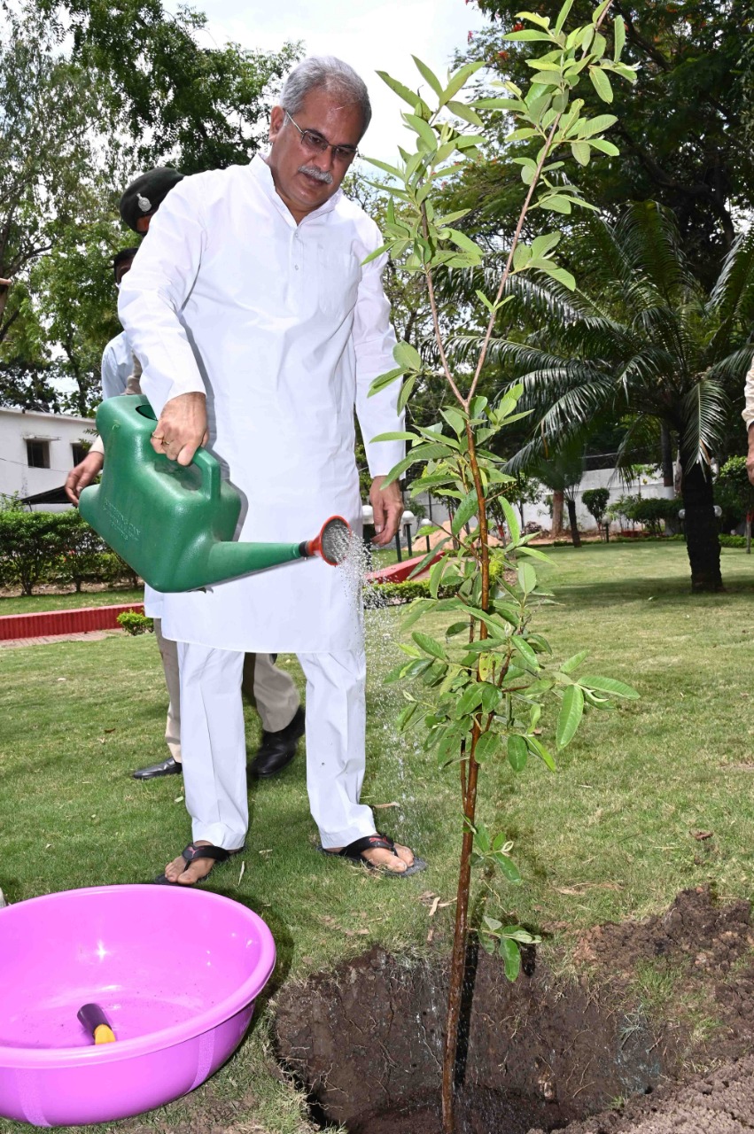 CM Bhupesh Baghel planted