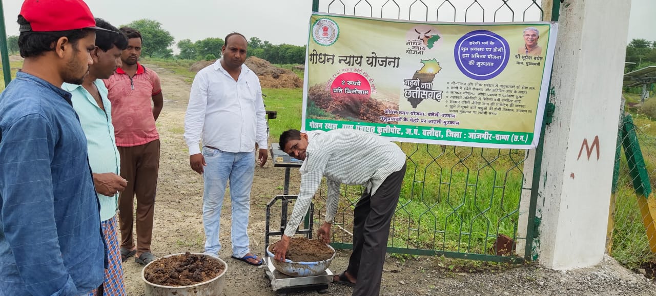 cow-dung-purchased-from-many-districts-