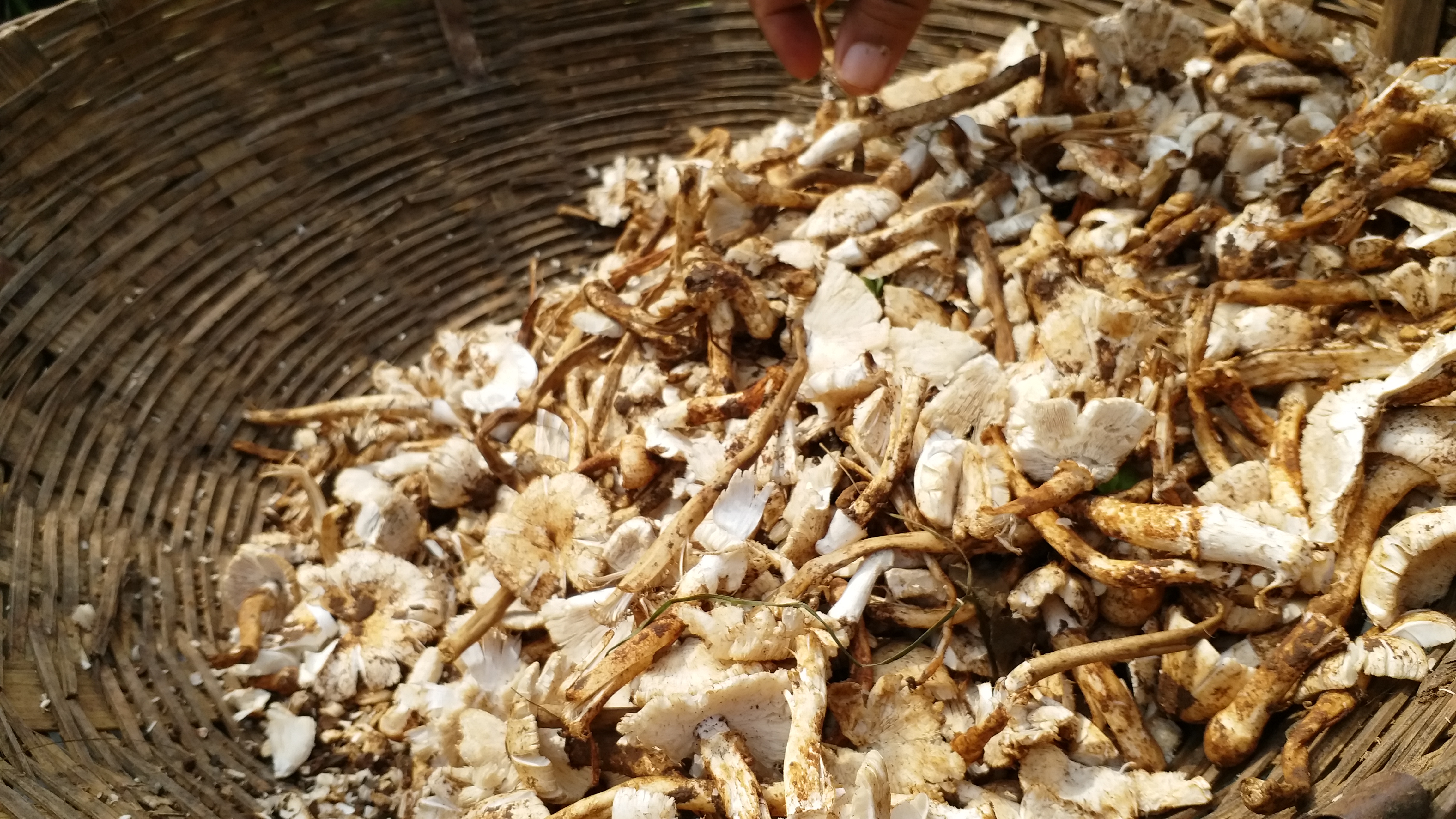 Demand for mushroom increased in Raipur markets