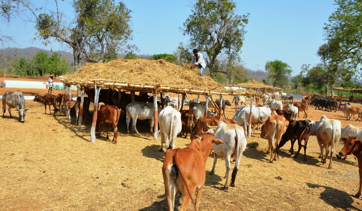 roka-cheka campaign will be made more effective in rural areas of chhattisgarh