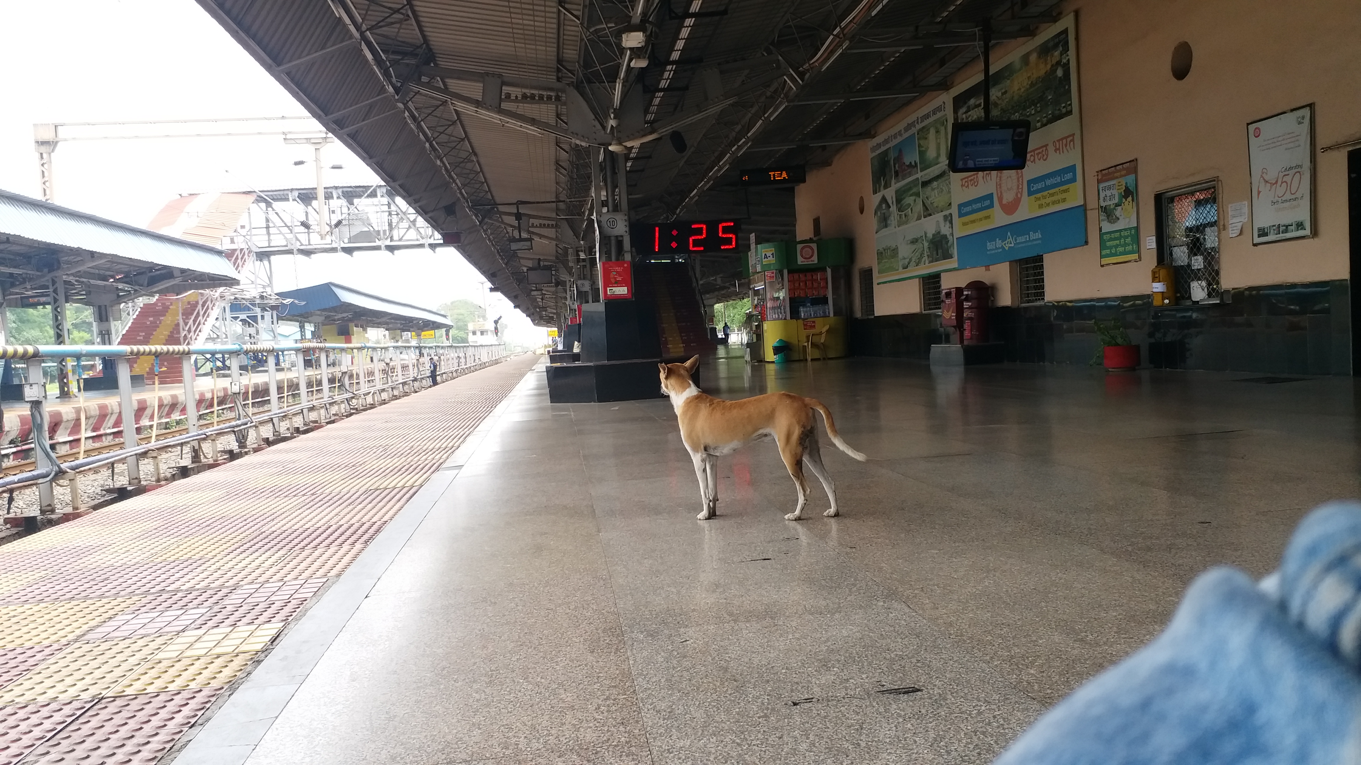 'Street Dogs' at Raipur Railway Station