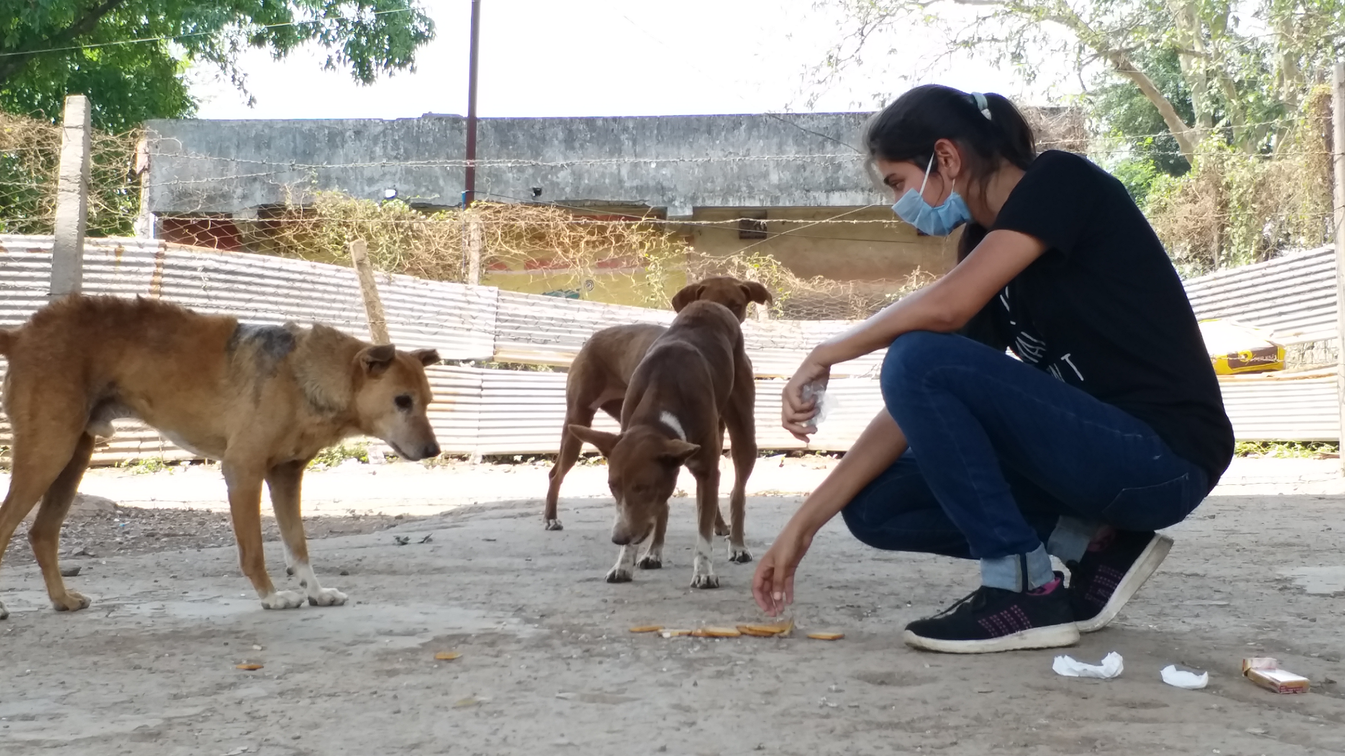 Private organization feeding food to street animals during lock down in raipur