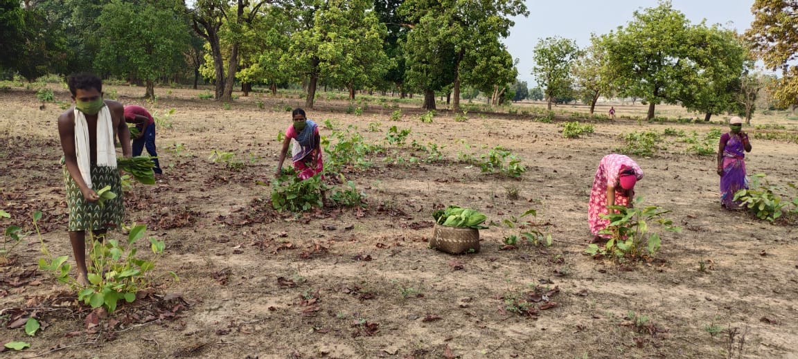 tendu leaf collection started in chhattisgarh