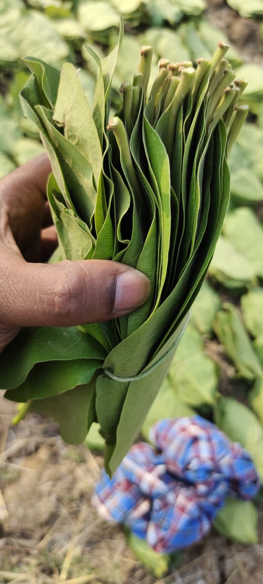 tendu leaf collection started in chhattisgarh