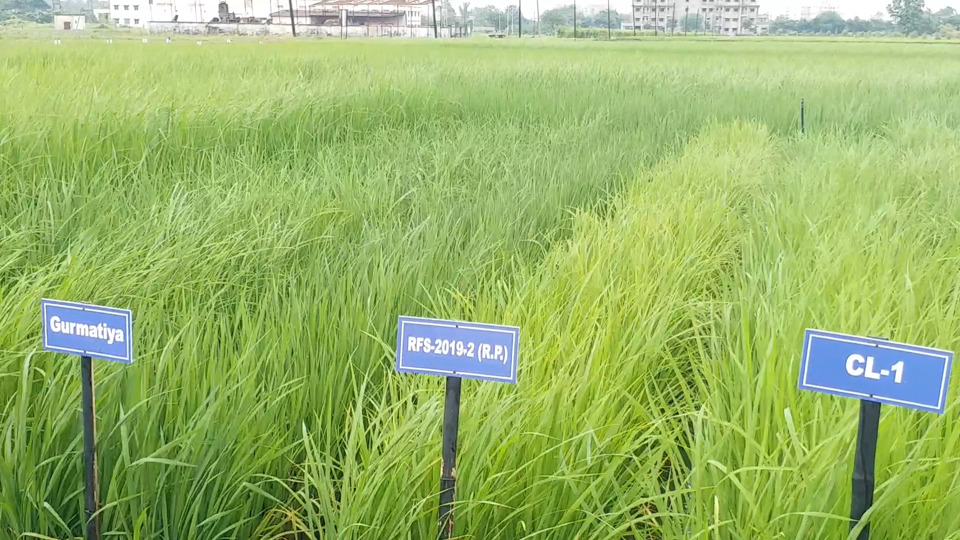 Insect outbreak in paddy crop due to humidity