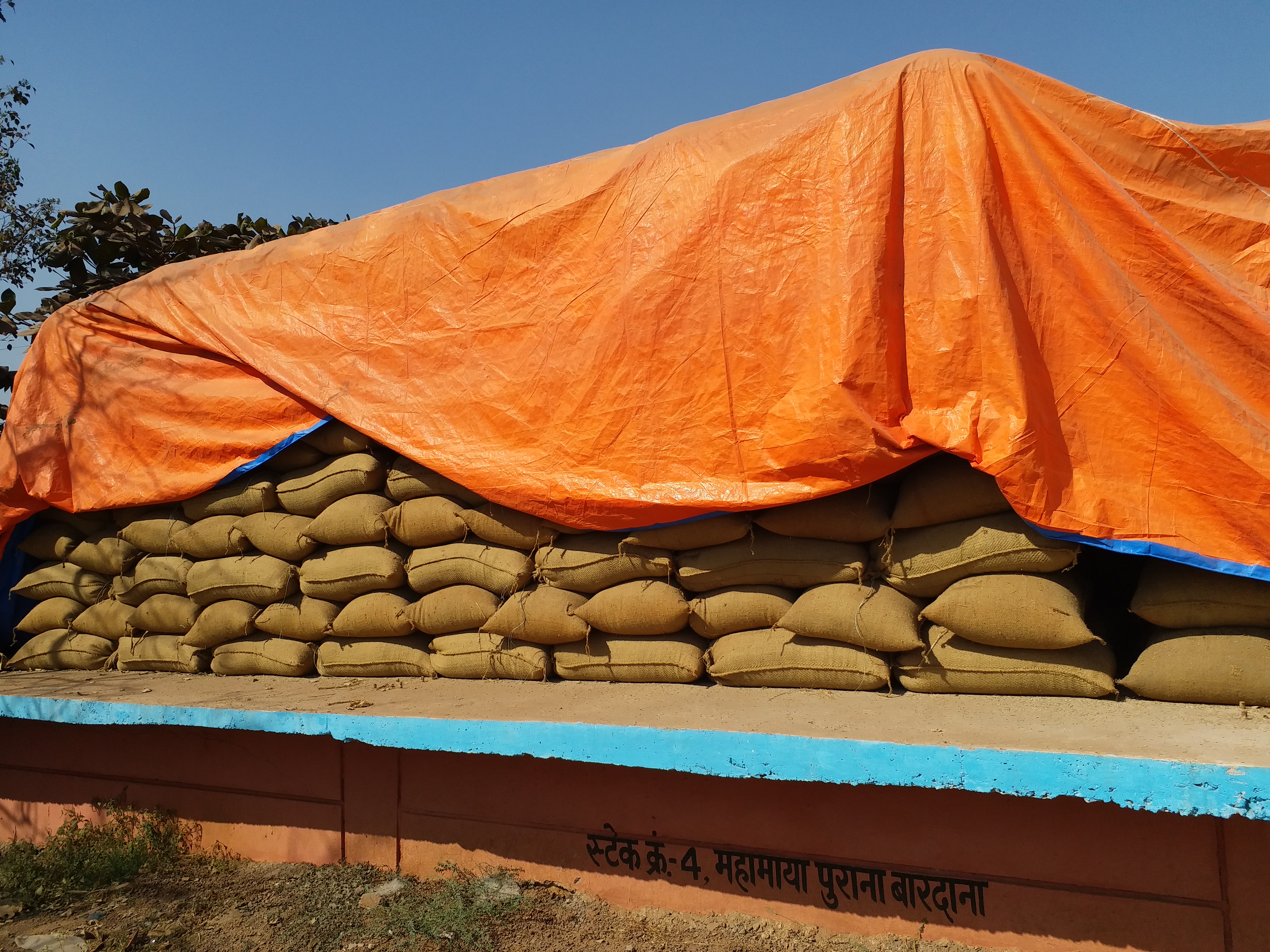 paddy-are-rotting-in-chhattisgarh