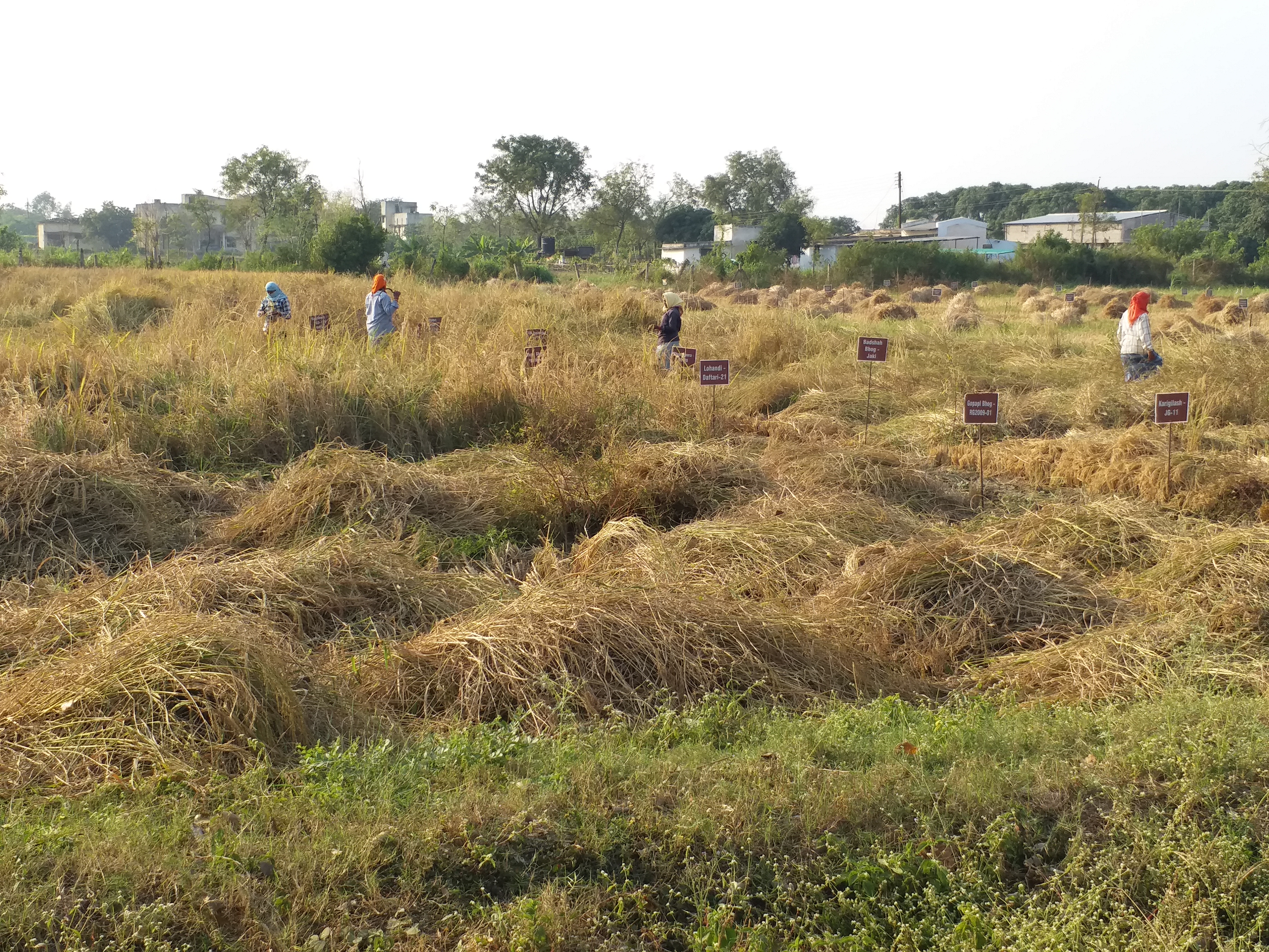 Paddy smuggling in Chhattisgarh Odisha border