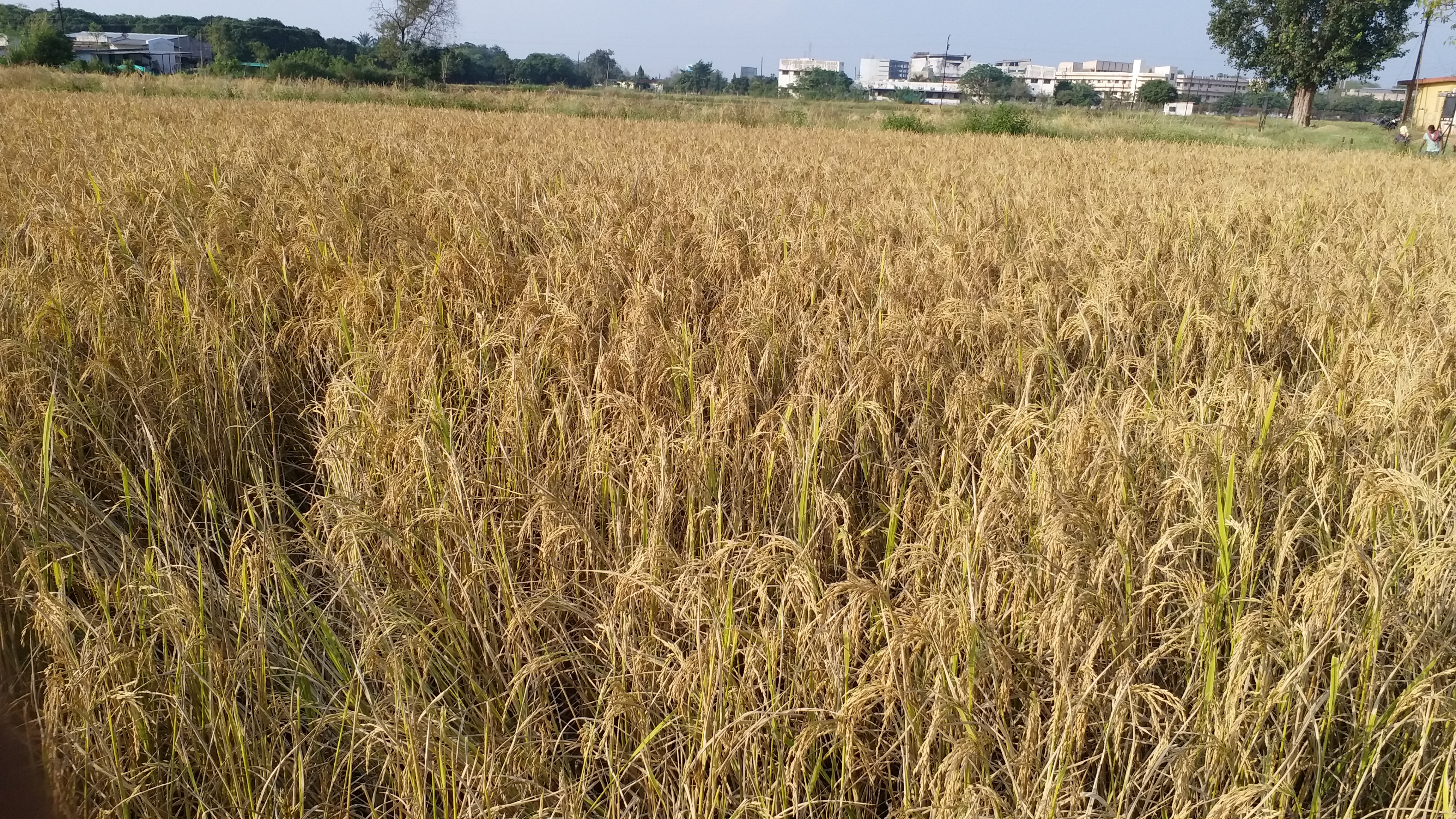 ethanol-will-be-made-from-paddy-soon-in-chhattisgarh