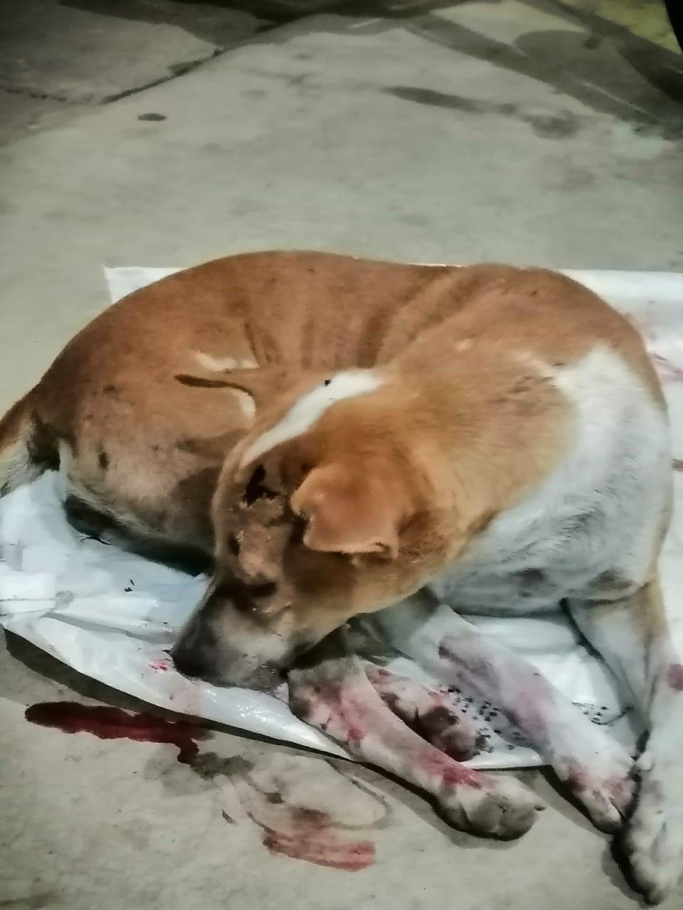 Brain haemorrhage of dog due to brutally beating of Raipur police