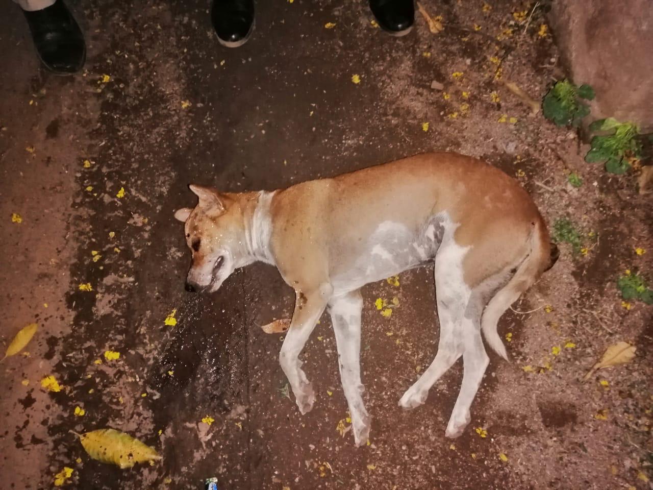 Brain haemorrhage of dog due to brutally beating of Raipur police