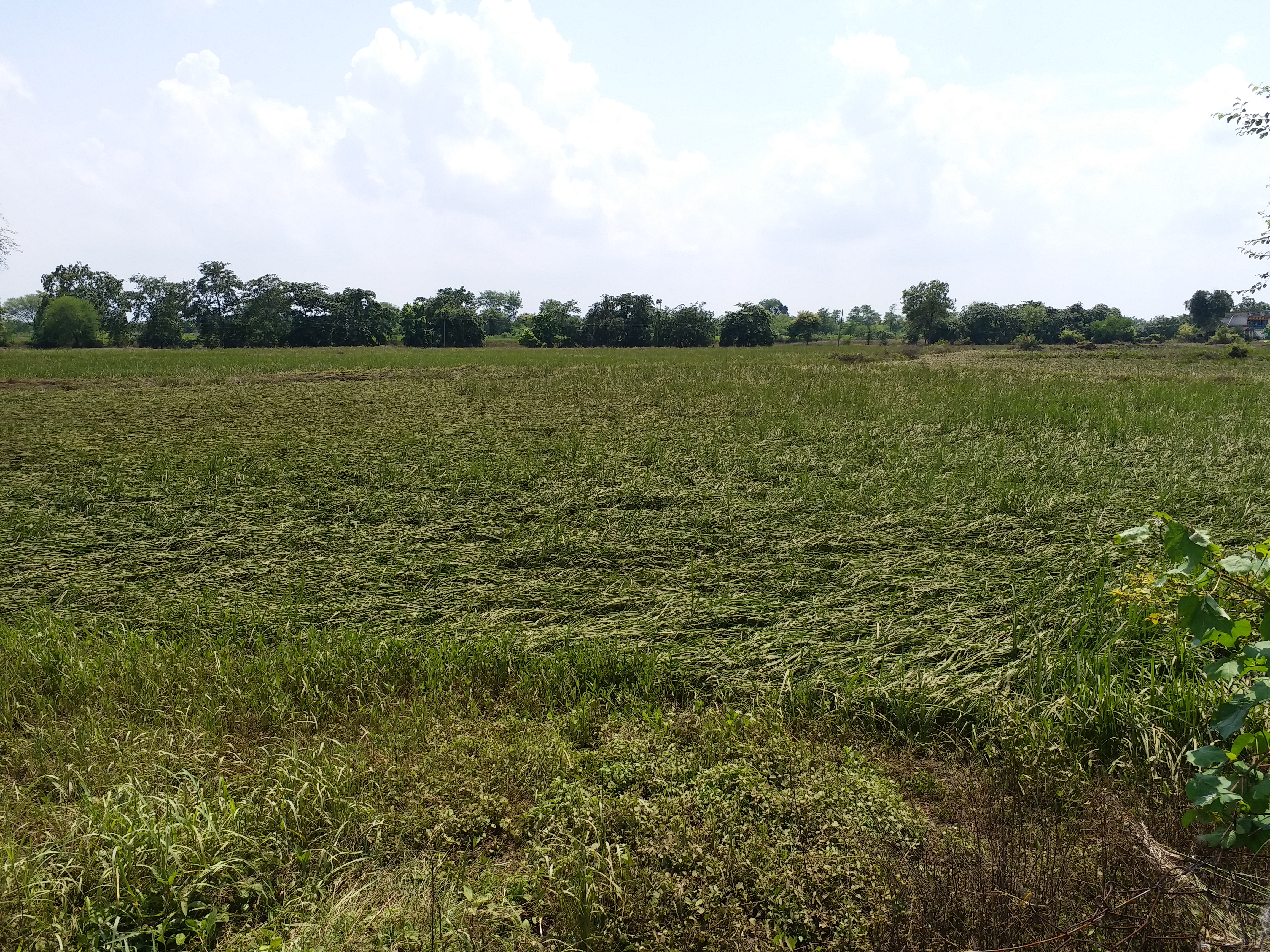 vegetable-crop-destroyed-due-to-heavy-rains-in-chhattisgarh