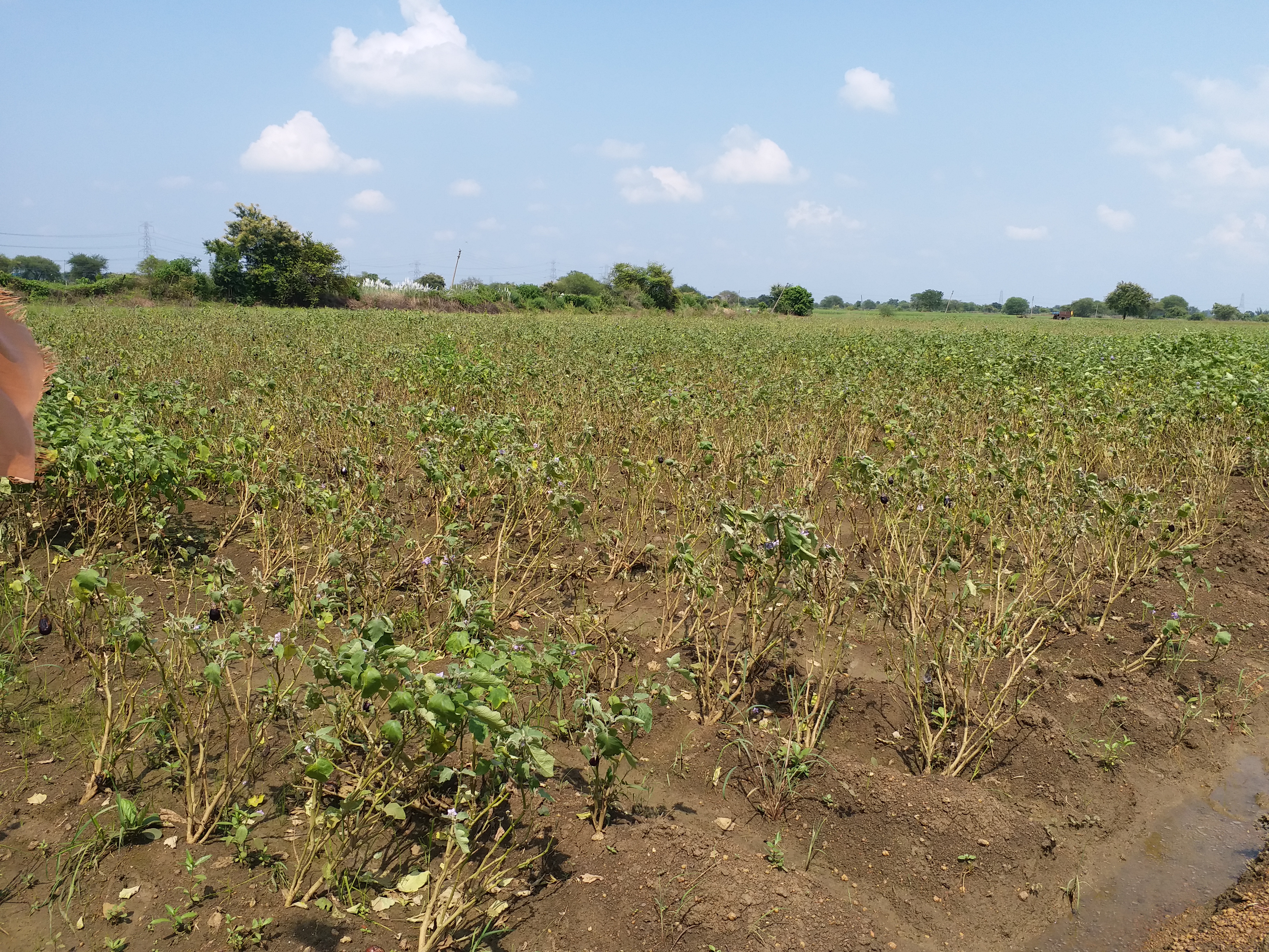 vegetable-crop-destroyed-due-to-heavy-rains-in-chhattisgarh