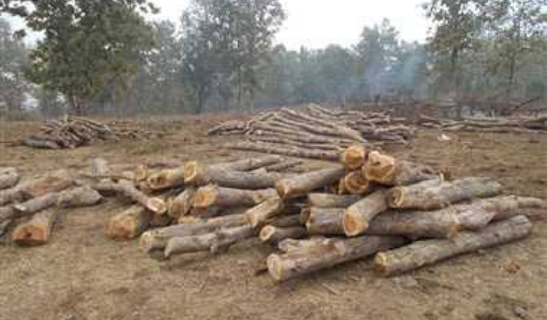 Illegal felling of wood