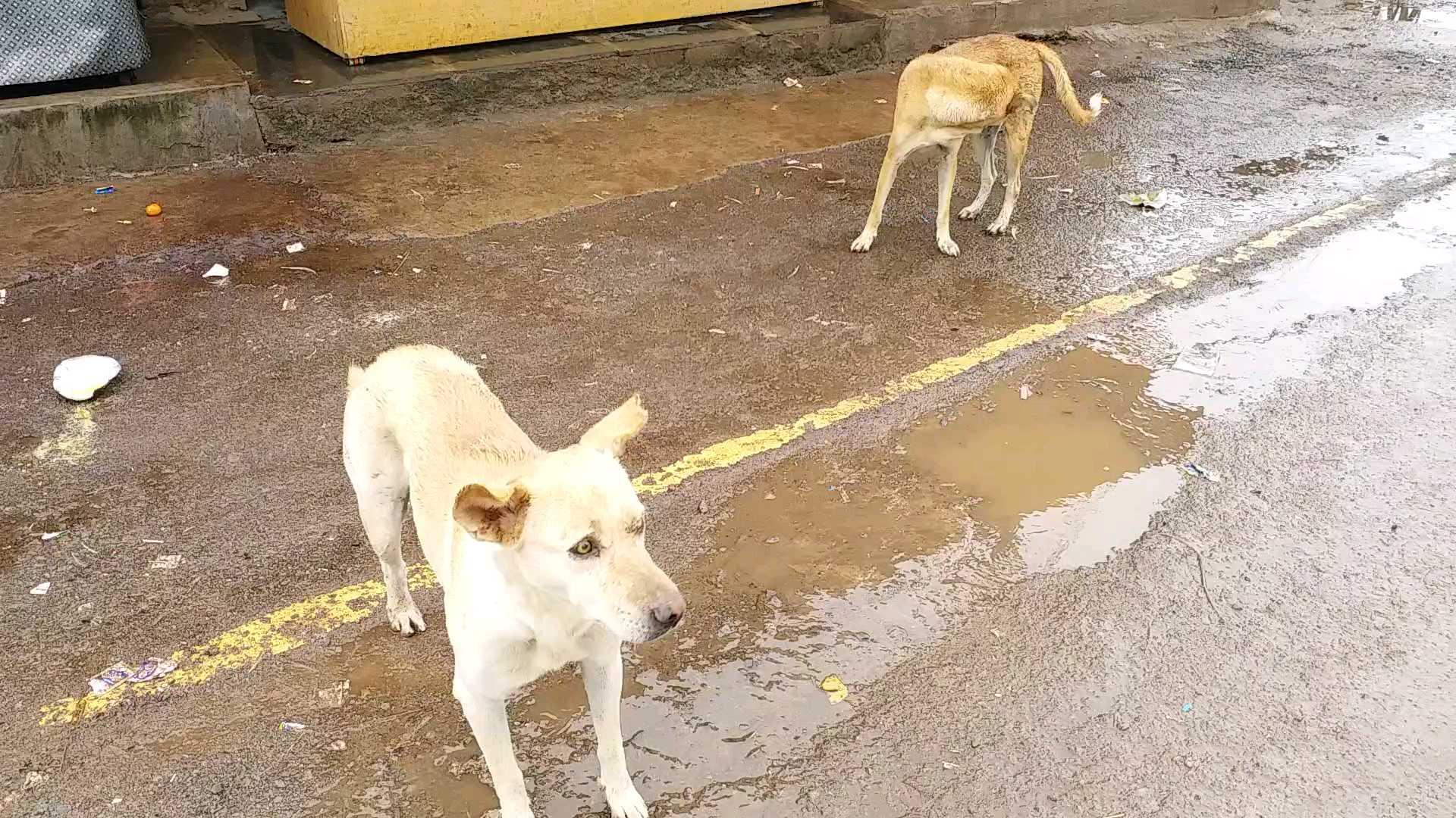 terror-of-stray-dogs-during-rainy-season-in-raipur