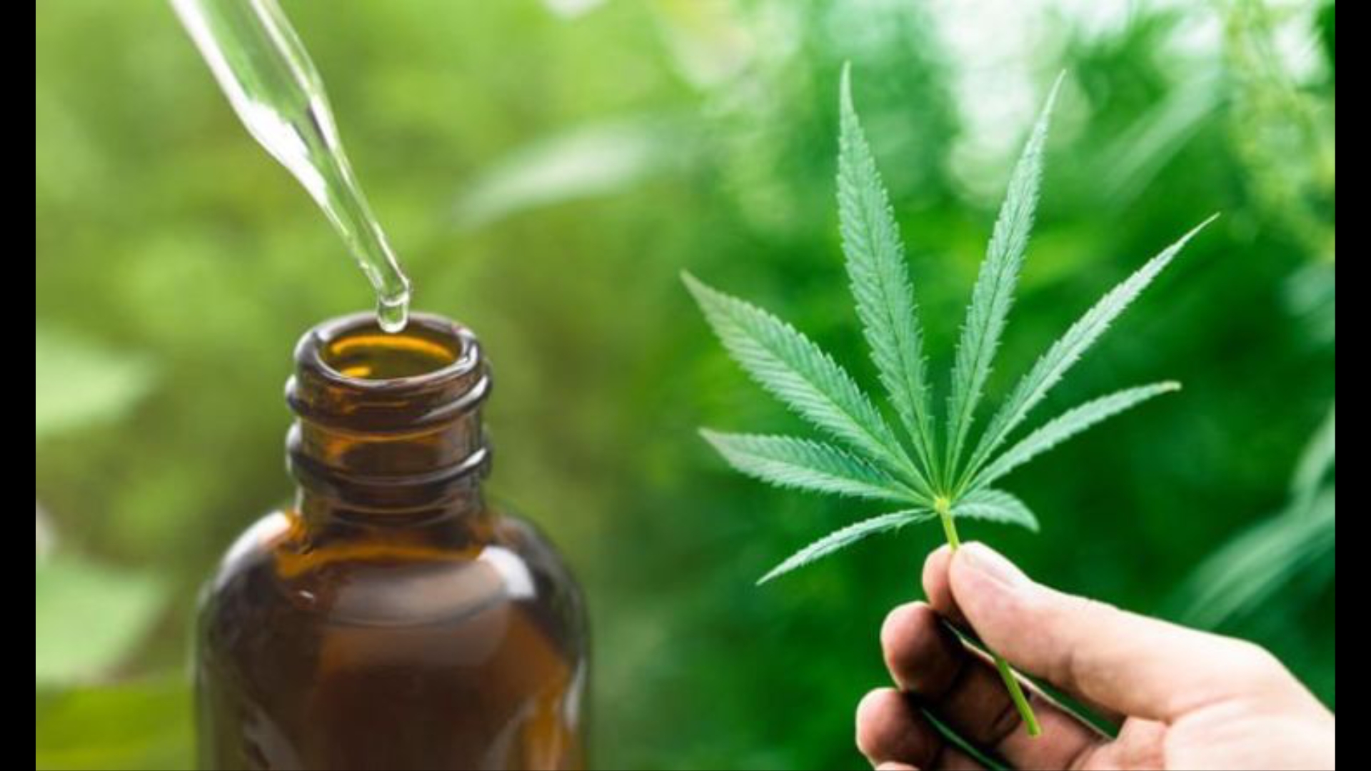 what is cbd oil how much cbd oil is used in chhattisgarh