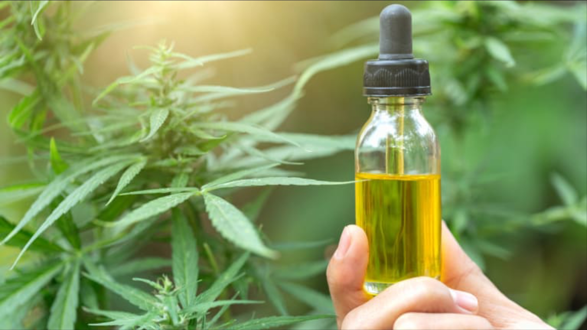 what is cbd oil how much cbd oil is used in chhattisgarh