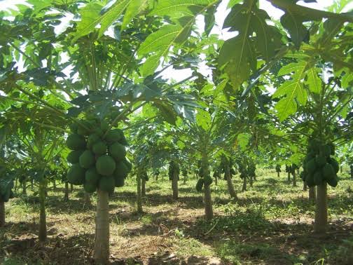 How to earn profit from papaya farming