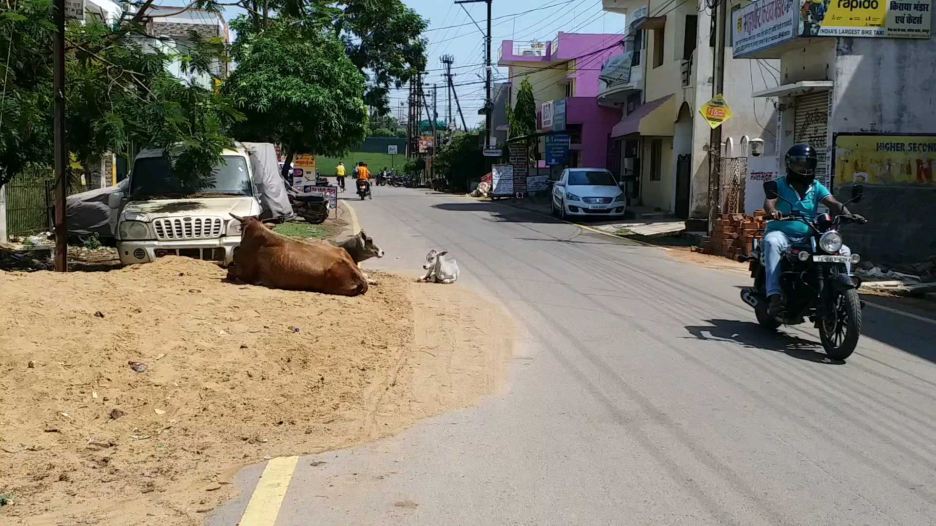 Road accidents occur due to stray and domesticated cattle in raipur