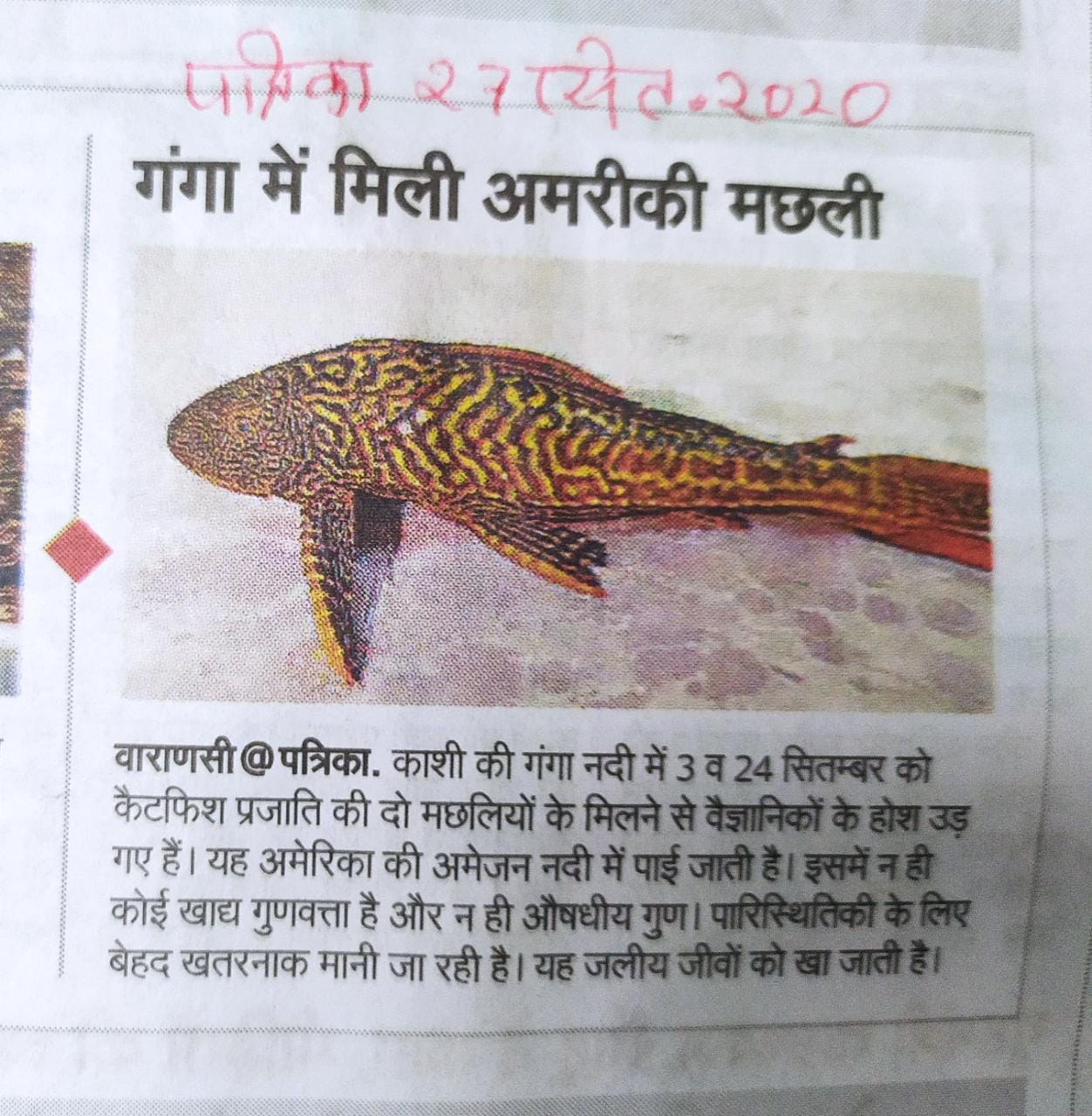 catfish species fish found in tila anicut near abhanpur raipur