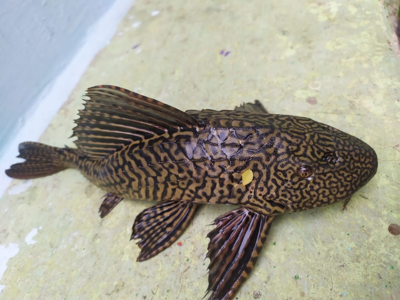 catfish species fish found in tila anicut near abhanpur raipur