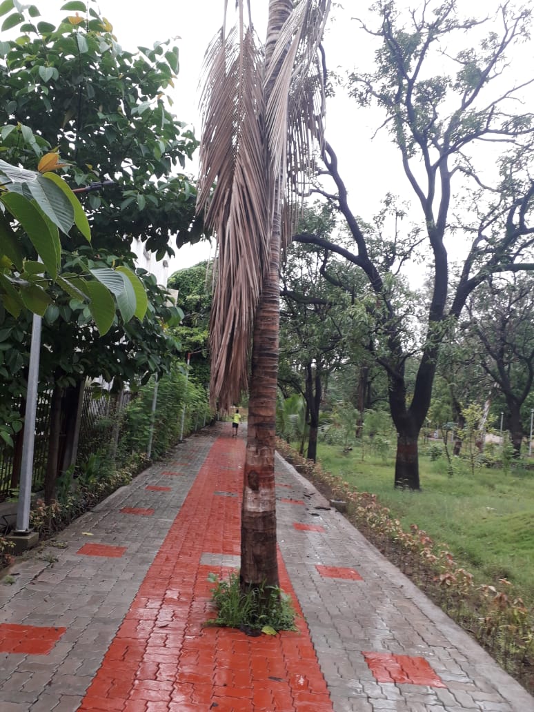 letter to chief secretary to stop painting on trees