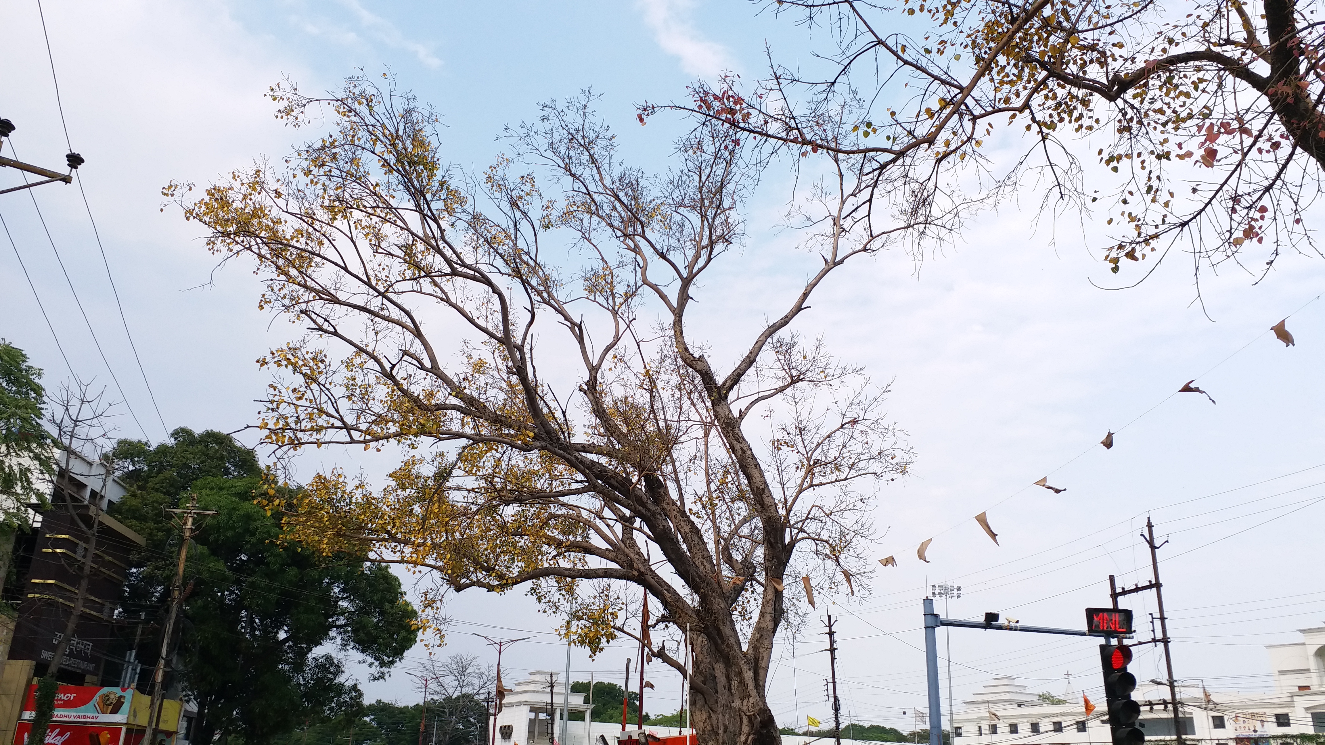 see the beginning of the autumn season at Rajiv Chowk in Raipur