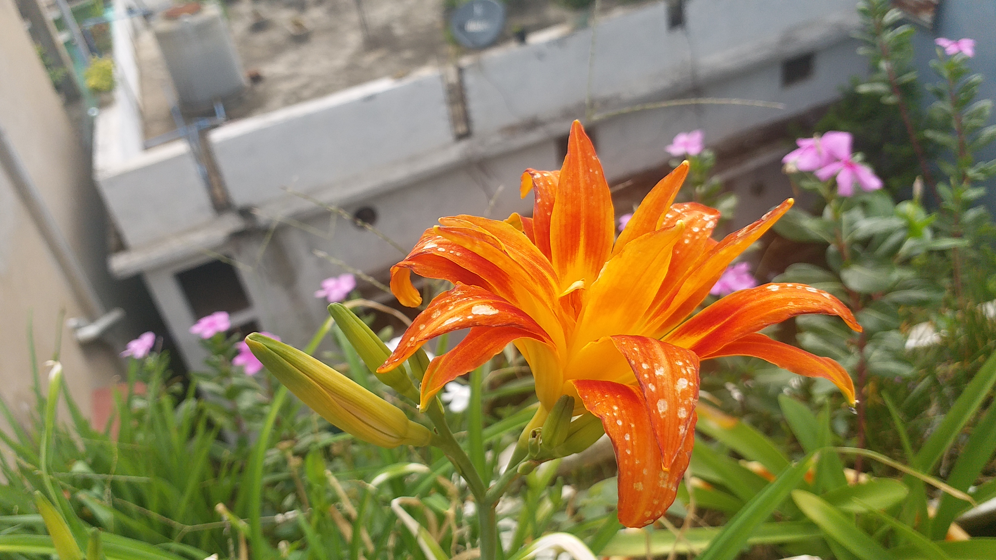 bani mukherjee house garden sarguja