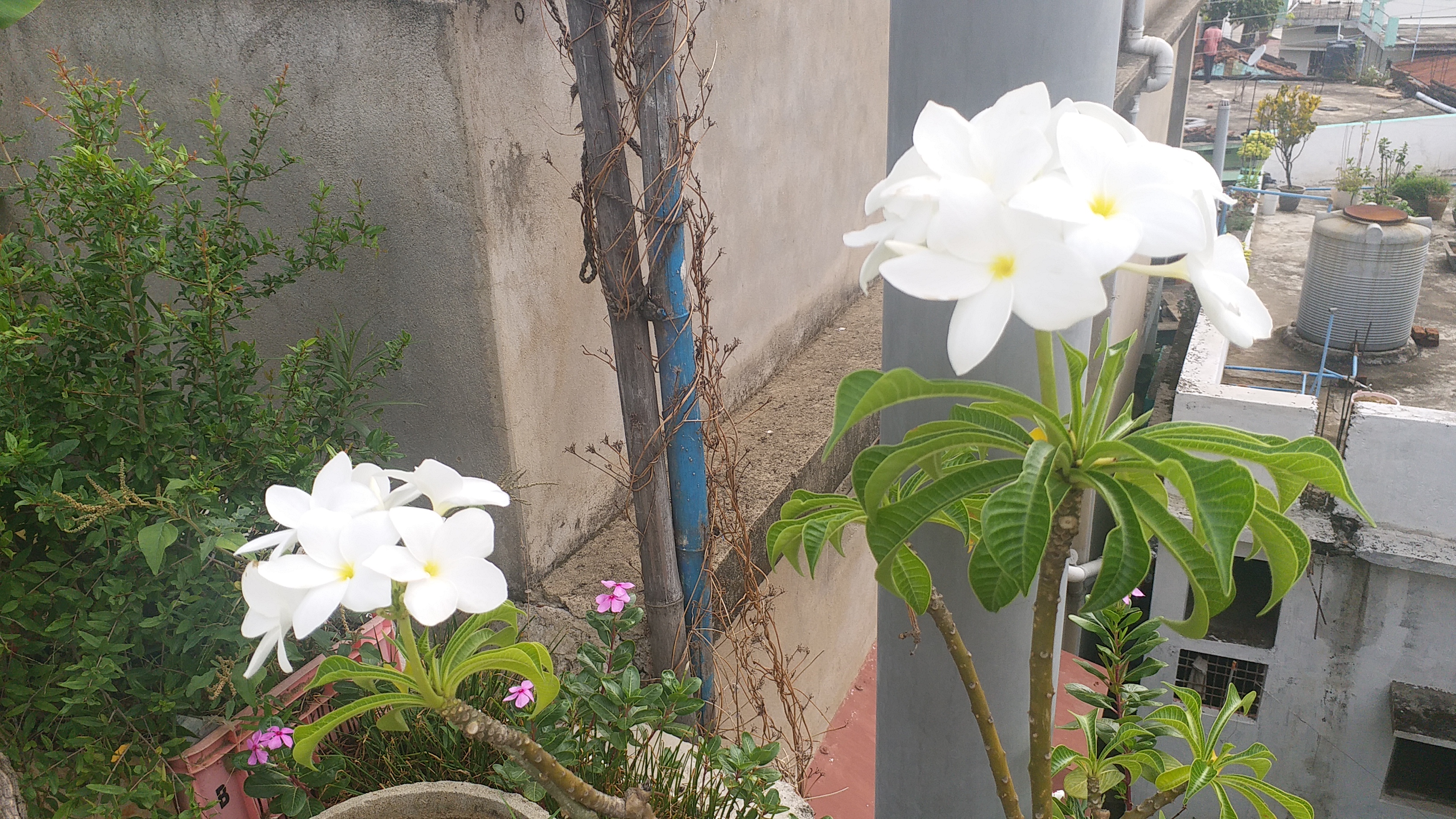 bani mukherjee house garden sarguja